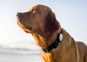 Whistle狗狗项圈，让你更加了解狗狗的一切~