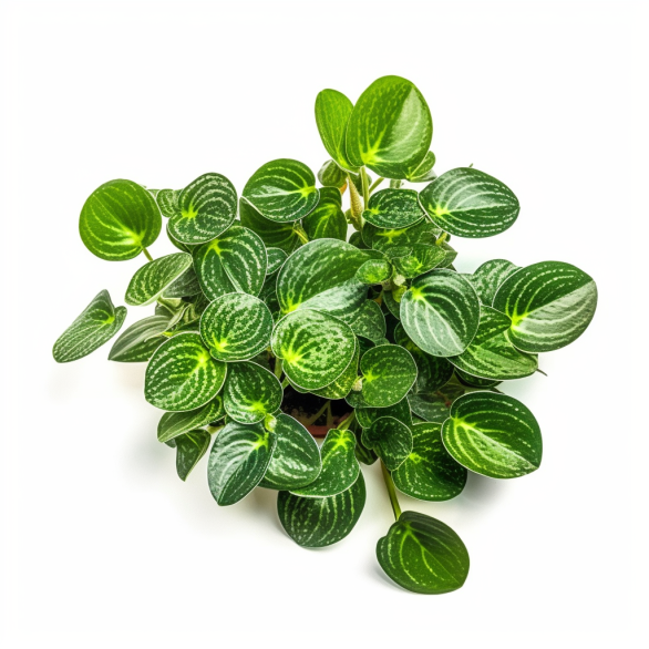 topidchen_White_background_Peperomia_tetragona_Ruiz_et_Pav_2f832a4c-c45f-457d-9179-c5df25dd8914.png topidchen_White_background_Peperomia_tetragona_Ruiz_et_Pav_2f832a4c-c45f-457d-9179-c5df25dd8914.png