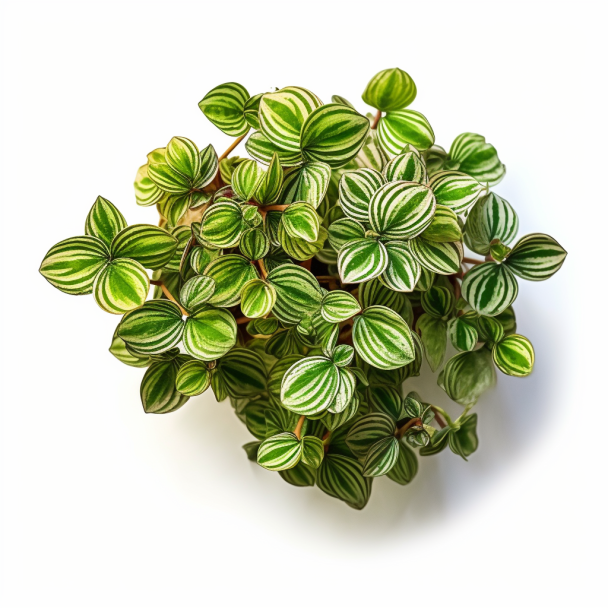topidchen_White_background_Peperomia_tetragona_Ruiz_et_Pav_3cdeaadb-e18f-4e23-96b3-586157d28201.png topidchen_White_background_Peperomia_tetragona_Ruiz_et_Pav_3cdeaadb-e18f-4e23-96b3-586157d28201.png