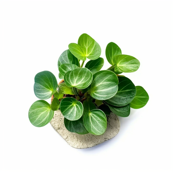 topidchen_White_background_Peperomia_tetragona_Ruiz_et_Pav_seed_598975a8-043b-43fb-9456-31b3a18f19cc.png