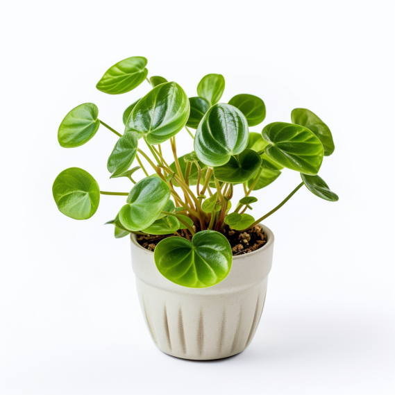 topidchen_White_background_Peperomia_tetragona_Ruiz_et_Pav_seed_f22c05ea-8ce4-4a26-8a69-2597c18154a6.png