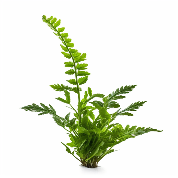 topidchen_White_background_Nephrolepis_cordifolia_L._C._Presl_e2a2763e-fd3e-4ad8-a0c2-071e200e6f71.png