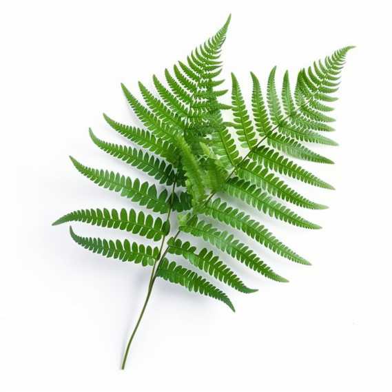 topidchen_White_background_Yinshi_fern_441c8a3c-7f13-4c2f-ab0c-4920edee0fab.png