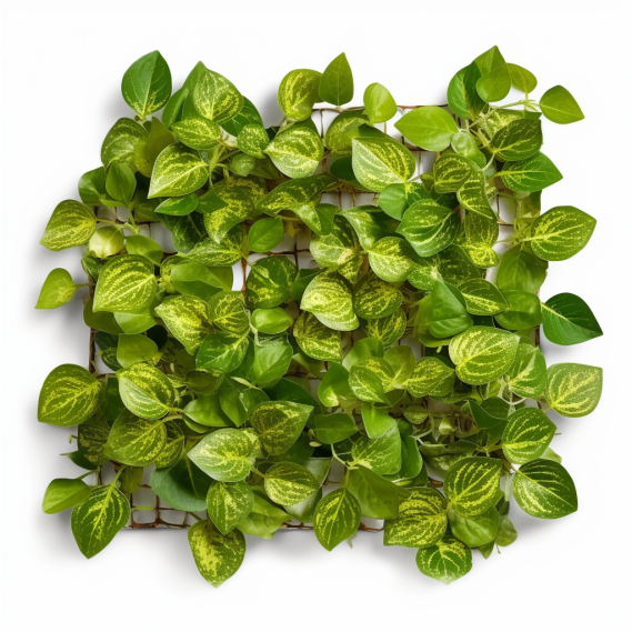 topidchen_White_background_Epipremnum_aureum_Linden__Andre_Bunt_65d35b5d-460d-4a6f-8477-19578c803fbd.png
