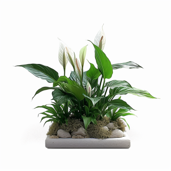 topidchen_White_background_Spathiphyllum_kochii_Engl._et_Krause_73dd70c7-9032-4c60-8eab-eed2cd709dc1.png