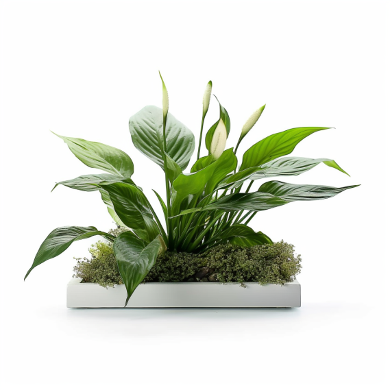 topidchen_White_background_Spathiphyllum_kochii_Engl._et_Krause_ad10c21d-fb9b-4a93-8055-0be9f5026c9c.png