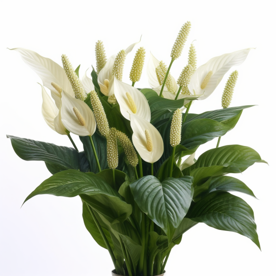 topidchen_White_background_Spathiphyllum_kochii_Engl._et_Krause_53e5217d-aafa-483a-9c6f-5eecd2078d96.png
