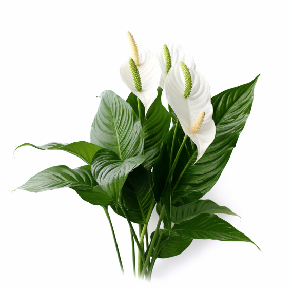 topidchen_White_background_Spathiphyllum_kochii_Engl._et_Krause_53df7b47-d466-4e5e-ad24-3750764ed9d1.png