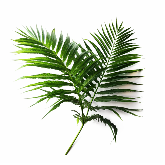 topidchen_White_background_Chamaedorea_elegans_Mart._4a0a3fa3-af7a-4c33-ad1f-606c5e95cf55.png