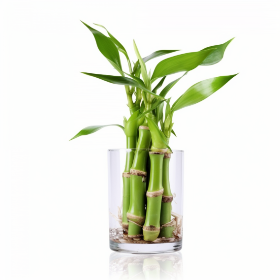 topidchen_White_background_lucky_bamboo_f4e0e146-0def-410d-adaf-ae07db1c1f0a.png