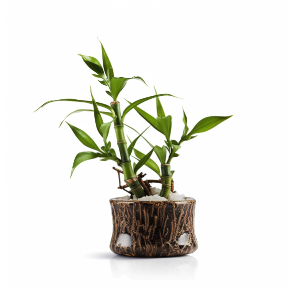 topidchen_White_background_lucky_bamboo_a3127ae6-f575-4989-9eb1-be81c3f9d3a9.png