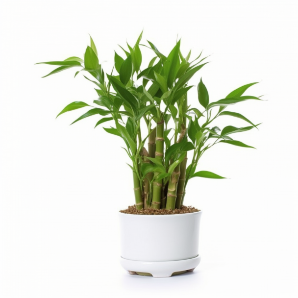 topidchen_White_background_lucky_bamboo_47522f9d-ff19-4608-a625-2ebea402f422.png