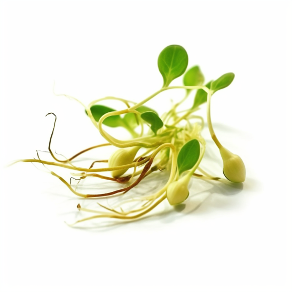 topidchen_White_background_Bean_sprout_468501df-e227-4513-92b2-78be6ecaf709.png
