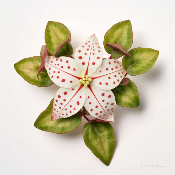 topidchen_White_background_Hoya_carnosa_L._f._R._Br._0fbcc05b-e169-44f5-abd8-f029576b1554.png