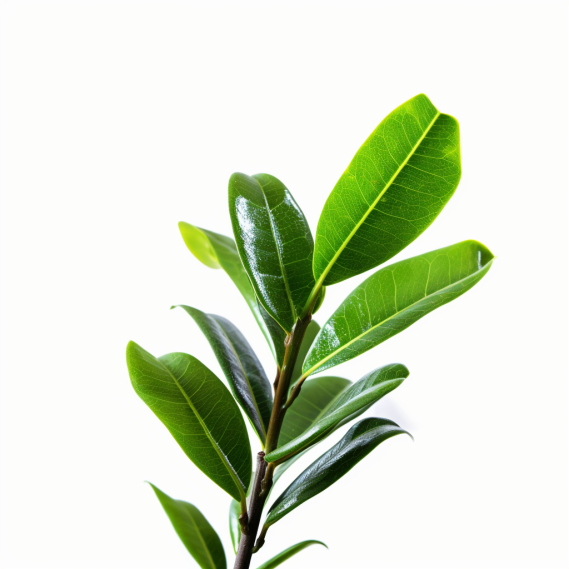 topidchen_White_background_Zamioculcas_zamiifolia_Engl._9fa4fa9e-788c-4633-9e59-ef3e6f29538f.png