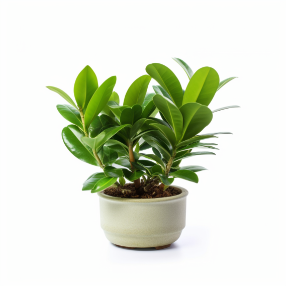 topidchen_White_background_Zamioculcas_zamiifolia_Engl._Microla_ecb071b2-927f-4966-a4ca-77d06f96eb02.png