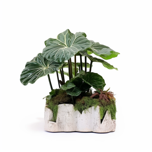topidchen_White_background_Alocasia_longiloba_Miq._Microlandsca_546cf0a3-c266-4cfe-bb35-8f6c868c54a8.png