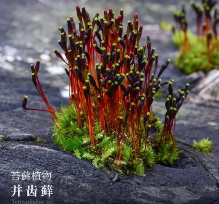 微信图片_20231122015118.png 微信图片_20231122015118.png