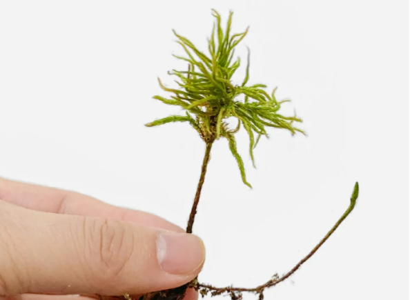 微信图片_20231122204745.png 微信图片_20231122204745.png